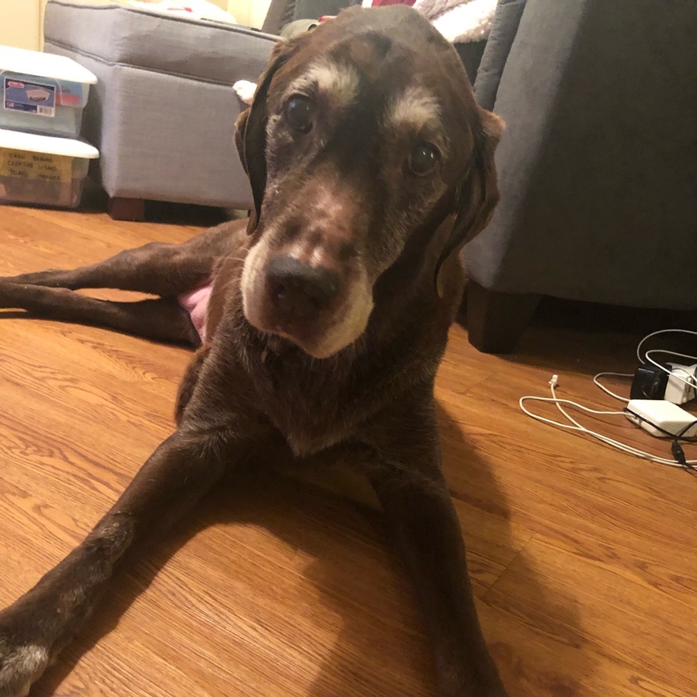 Meet your Posher, Annie